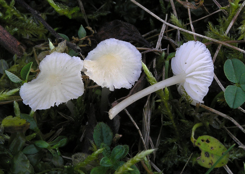 Mycena flavoalba